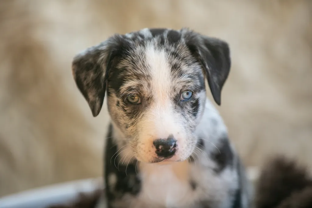 The Sesame Street litter: Puppy Pictures, photo 15 of 53