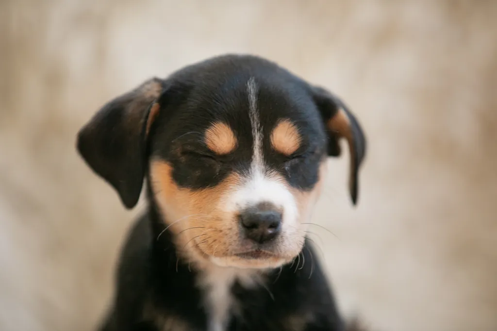 The Sesame Street litter: Puppy Pictures, photo 18 of 53