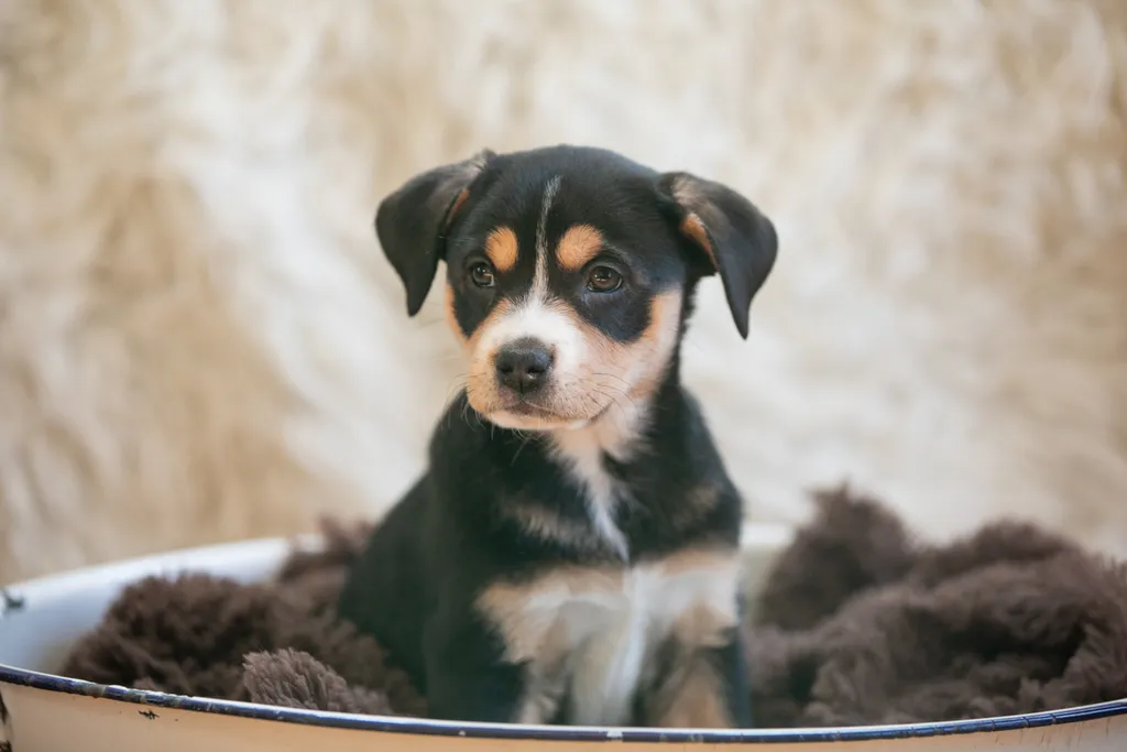 The Sesame Street litter: Puppy Pictures, photo 19 of 53