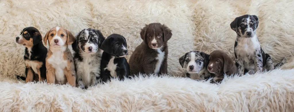 The Sesame Street litter: Puppy Pictures, photo 1 of 53