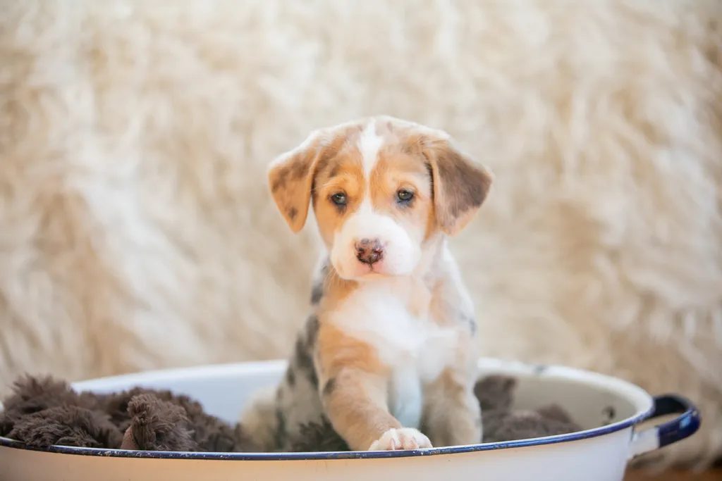The Sesame Street litter: Puppy Pictures, photo 22 of 53
