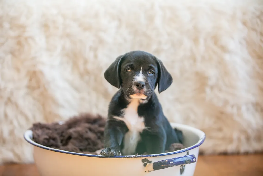The Sesame Street litter: Puppy Pictures, photo 24 of 53