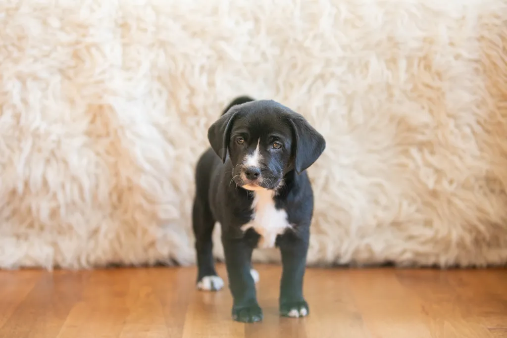 The Sesame Street litter: Puppy Pictures, photo 26 of 53