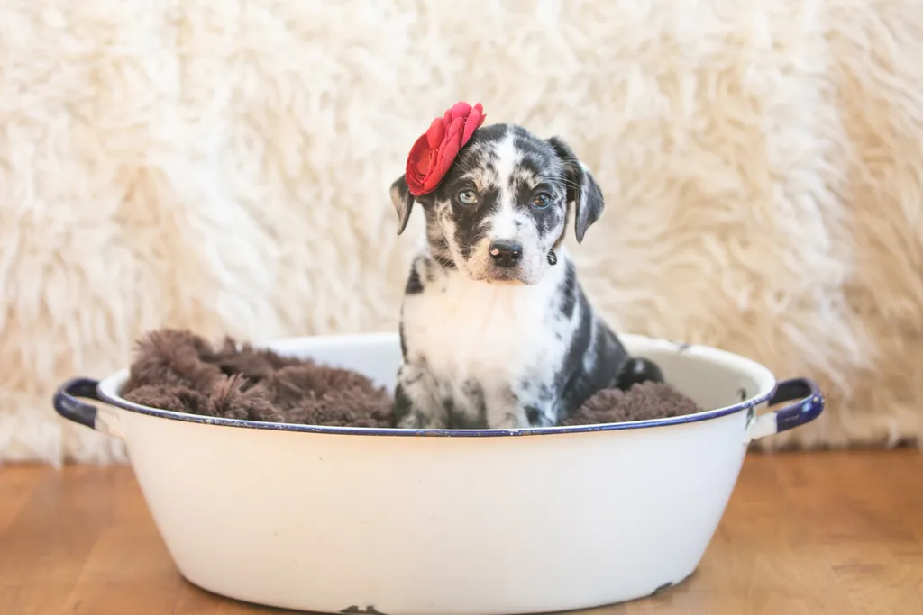 The Sesame Street litter: Puppy Pictures, photo 27 of 53