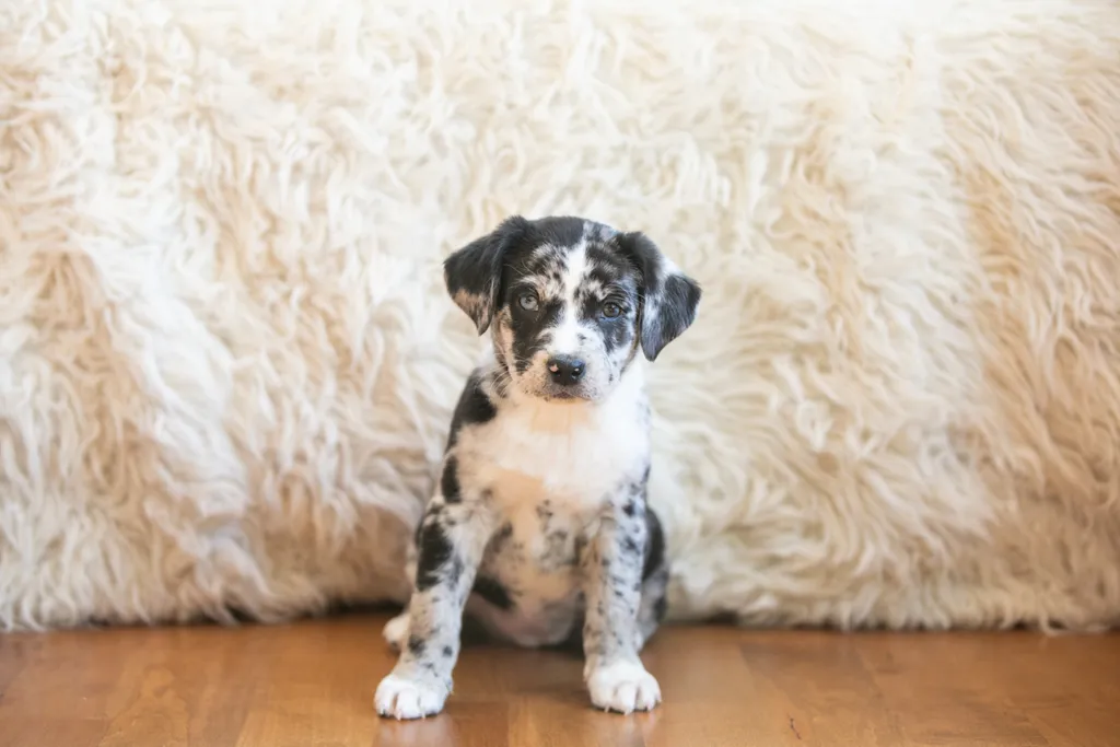 The Sesame Street litter: Puppy Pictures, photo 29 of 53