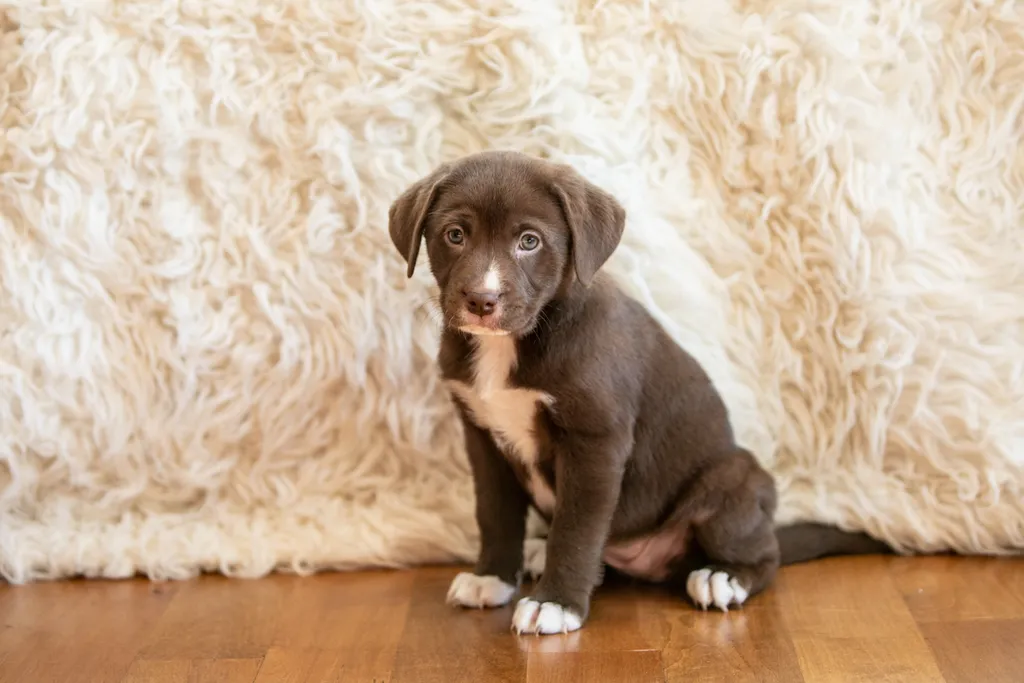 The Sesame Street litter: Puppy Pictures, photo 2 of 53