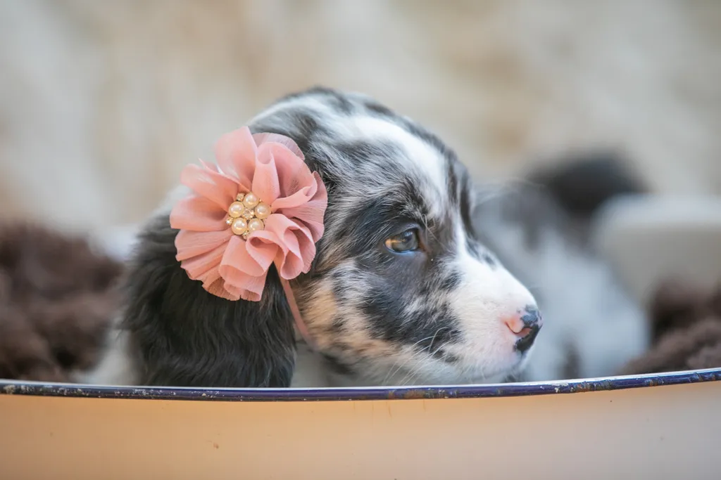 The Sesame Street litter: Puppy Pictures, photo 30 of 53