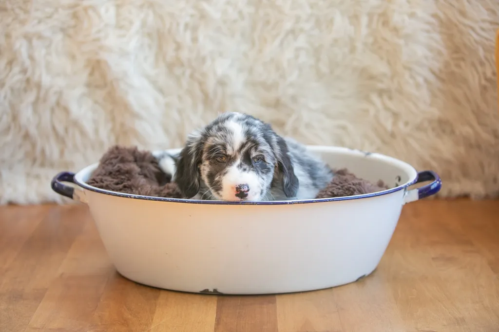 The Sesame Street litter: Puppy Pictures, photo 31 of 53