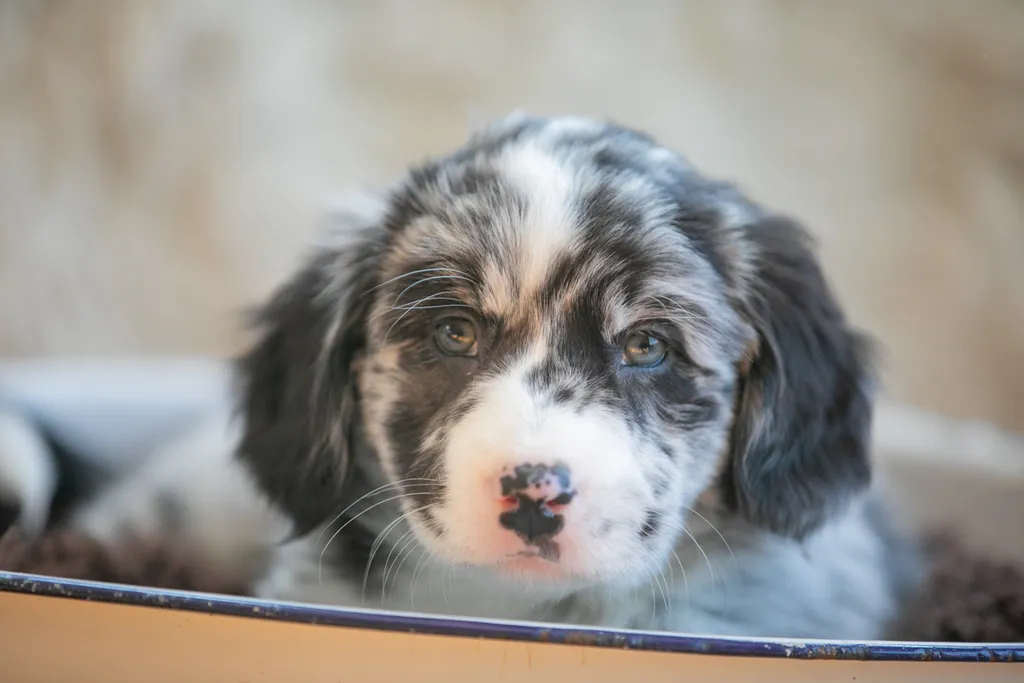 The Sesame Street litter: Puppy Pictures, photo 32 of 53
