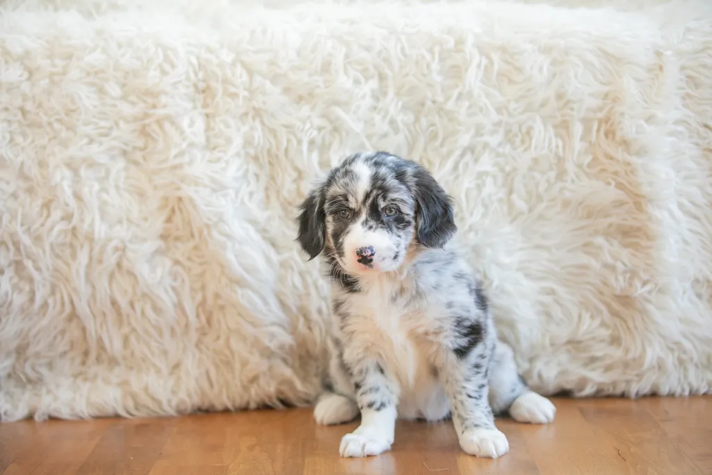 The Sesame Street litter: Puppy Pictures, photo 33 of 53