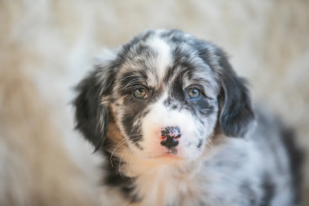 The Sesame Street litter: Puppy Pictures, photo 34 of 53