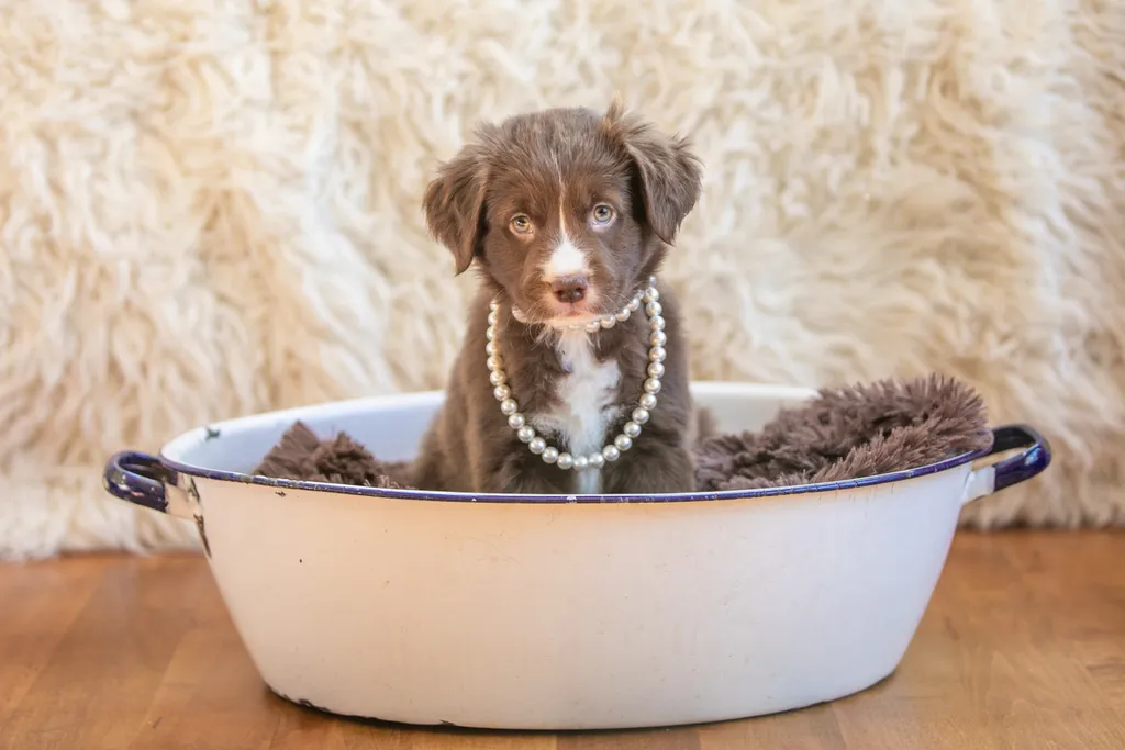 The Sesame Street litter: Puppy Pictures, photo 36 of 53