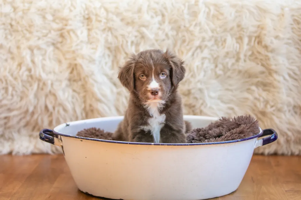 The Sesame Street litter: Puppy Pictures, photo 37 of 53