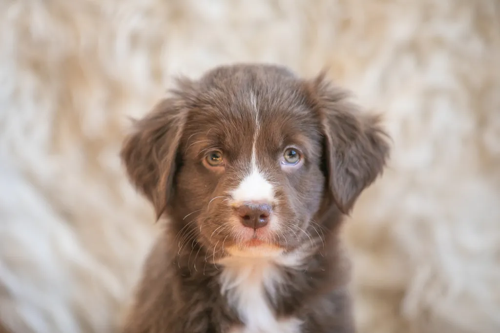 The Sesame Street litter: Puppy Pictures, photo 38 of 53
