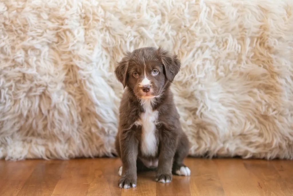 The Sesame Street litter: Puppy Pictures, photo 39 of 53