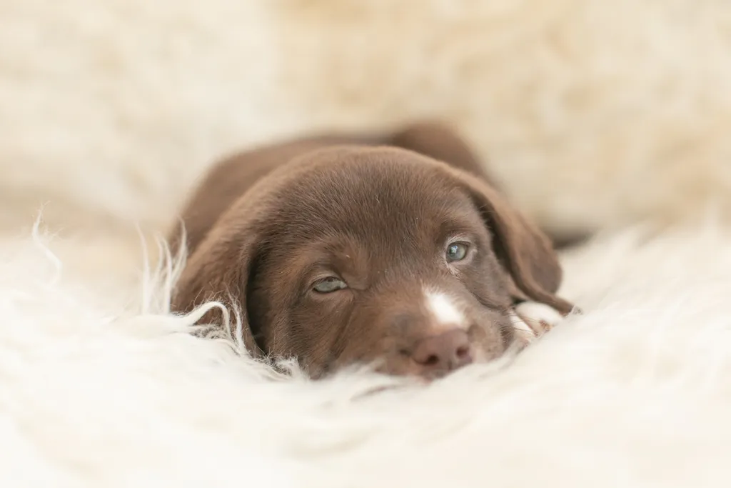 The Sesame Street litter: Puppy Pictures, photo 41 of 53