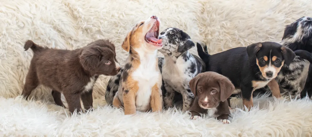 The Sesame Street litter: Puppy Pictures, photo 42 of 53