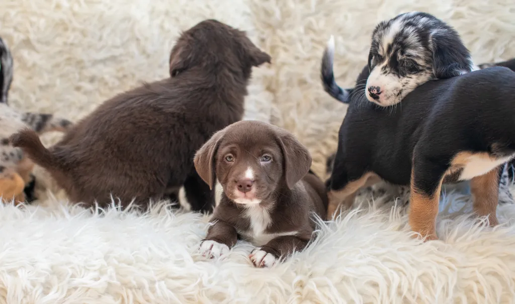 The Sesame Street litter: Puppy Pictures, photo 43 of 53