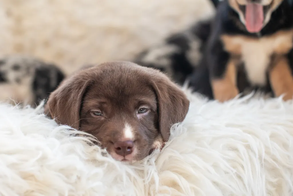 The Sesame Street litter: Puppy Pictures, photo 47 of 53