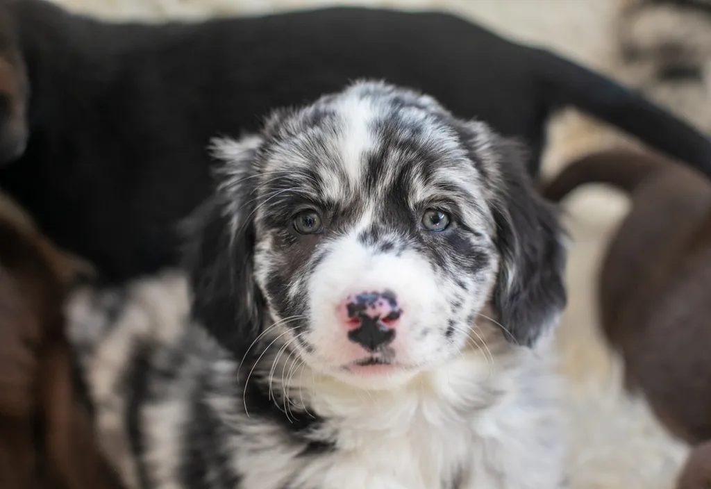 The Sesame Street litter: Puppy Pictures, photo 49 of 53