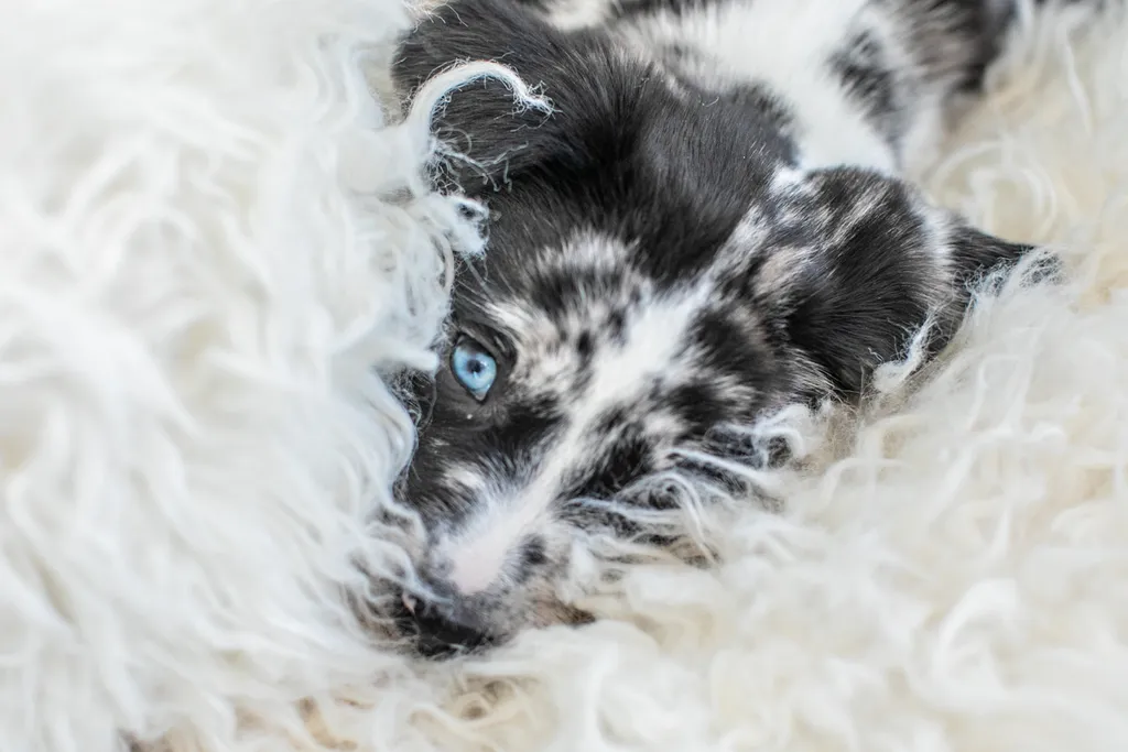 The Sesame Street litter: Puppy Pictures, photo 51 of 53