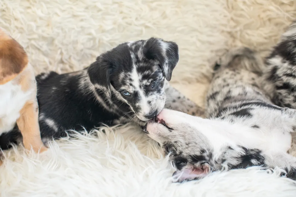 The Sesame Street litter: Puppy Pictures, photo 53 of 53