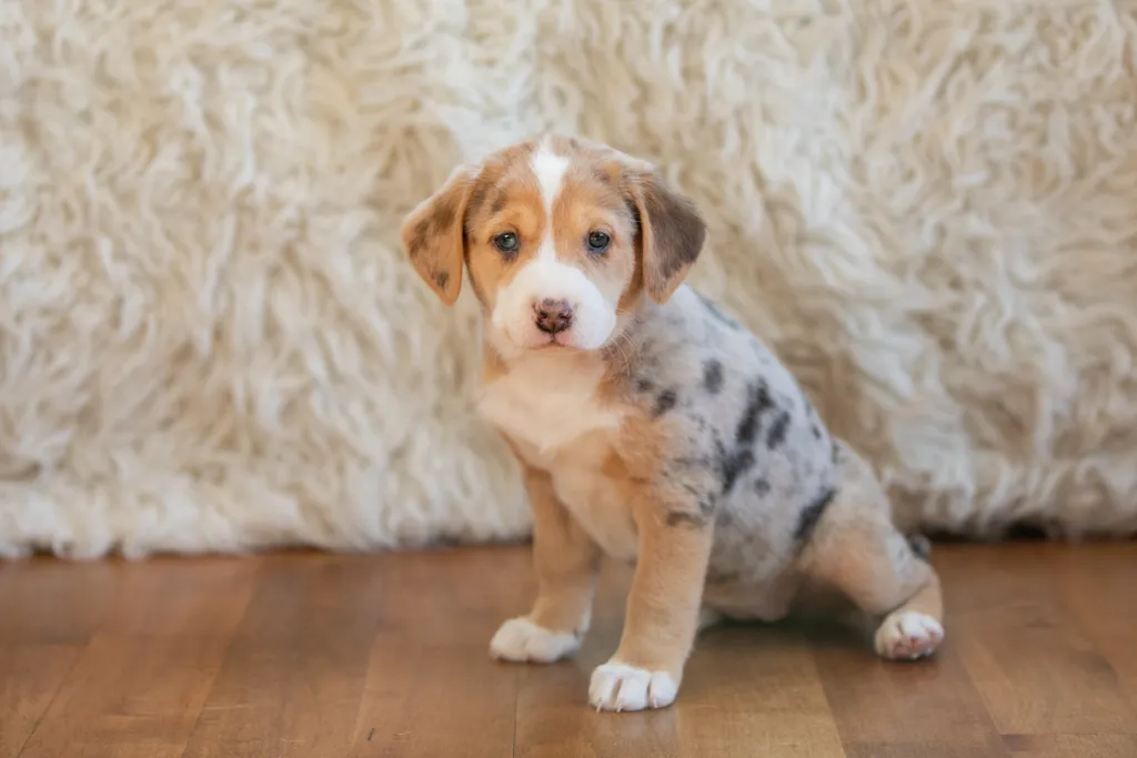 The Sesame Street litter: Puppy Pictures, photo 5 of 53