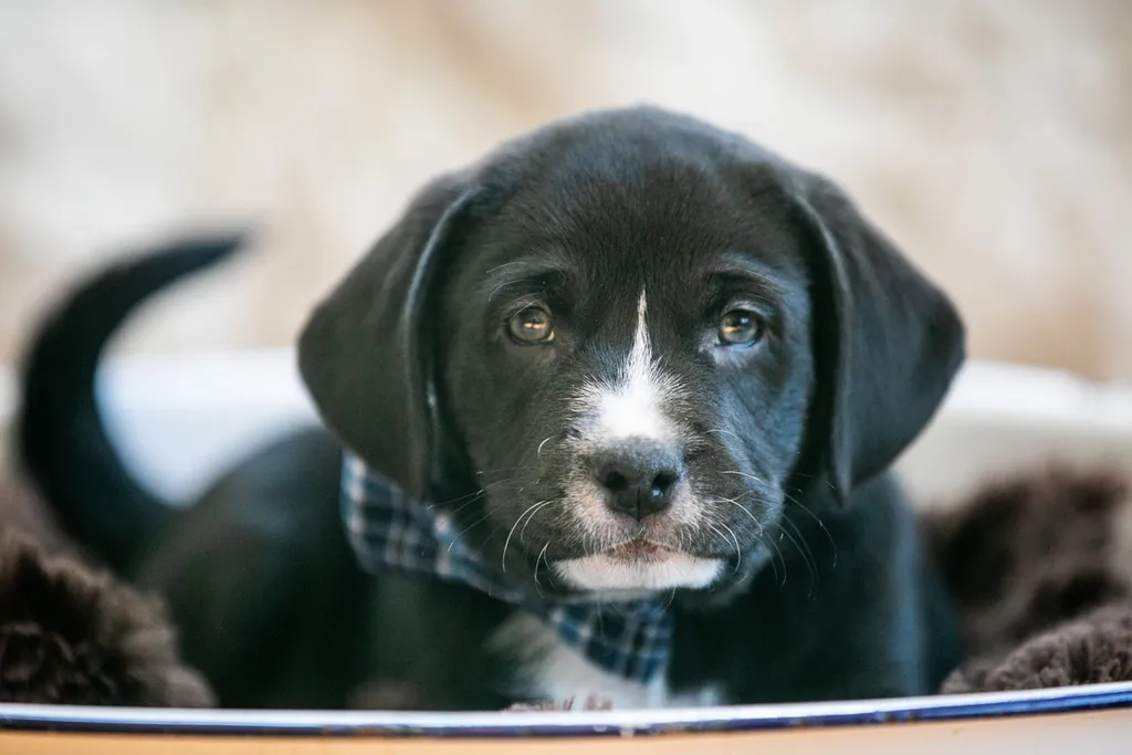 The Sesame Street litter: Puppy Pictures, photo 6 of 53