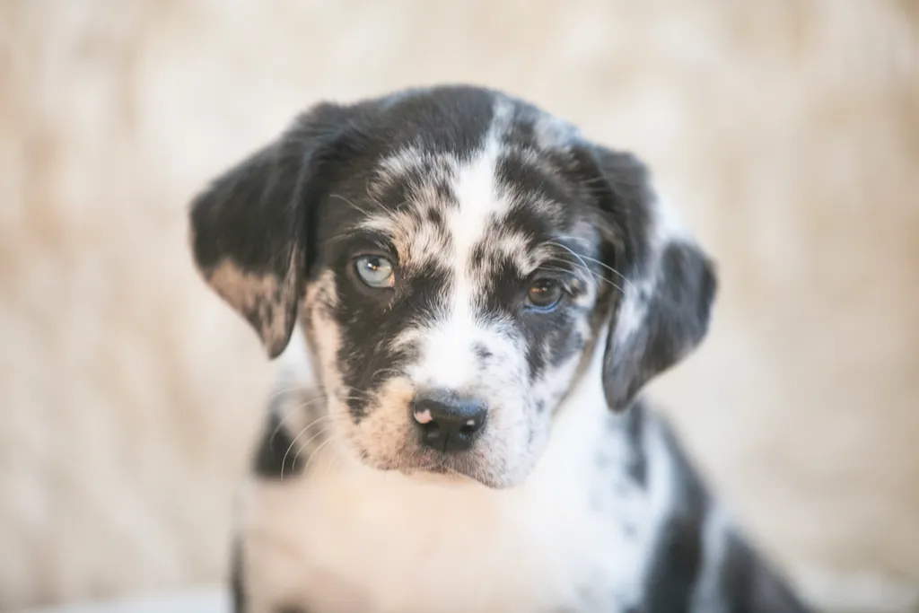 The Sesame Street litter: Puppy Pictures, photo 7 of 53