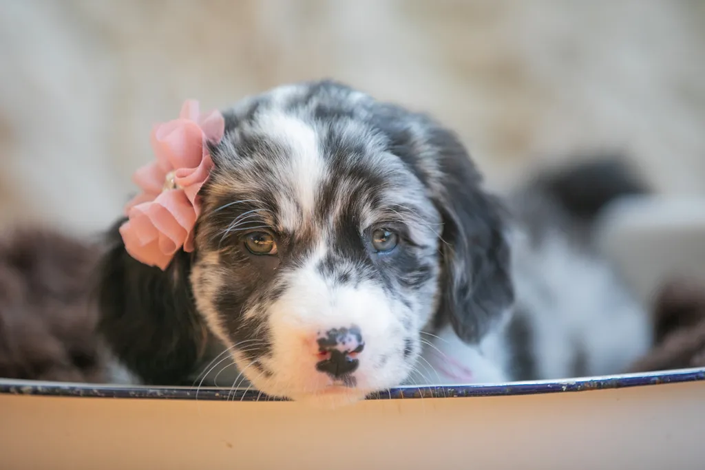 The Sesame Street litter: Puppy Pictures, photo 8 of 53