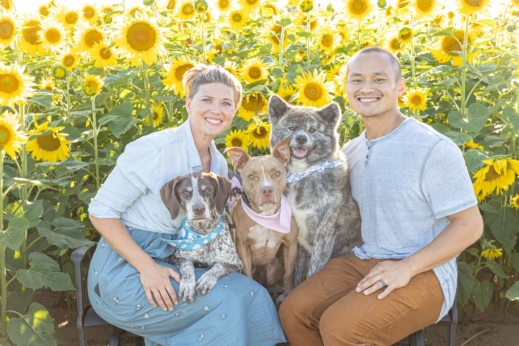 Dogs in sunflower fields of Minnesota, photo 9 of 30