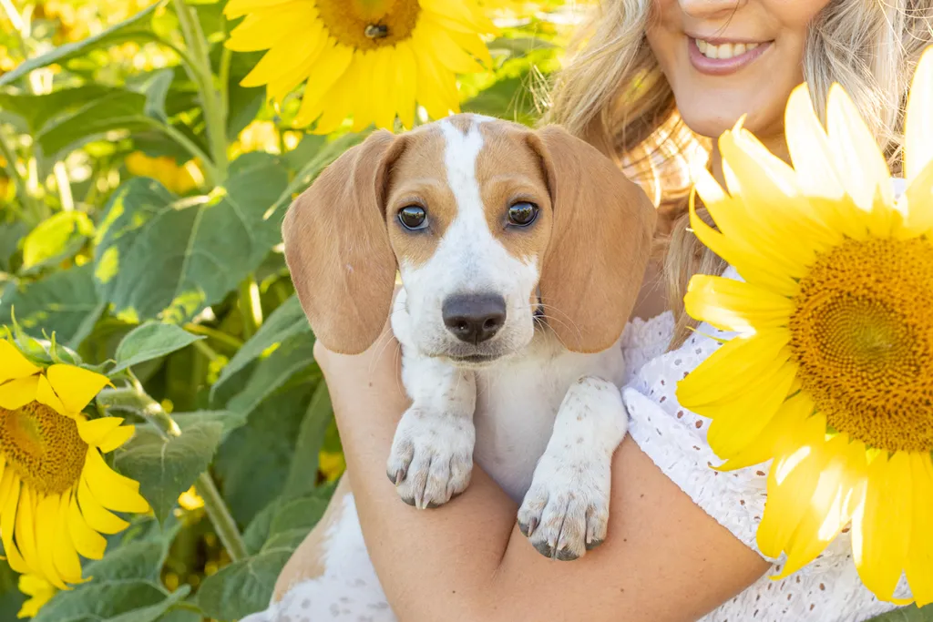Dogs in sunflower fields of Minnesota, photo 10 of 30