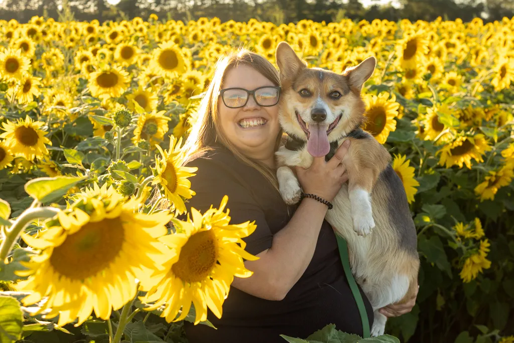 Dogs in sunflower fields of Minnesota, photo 13 of 30