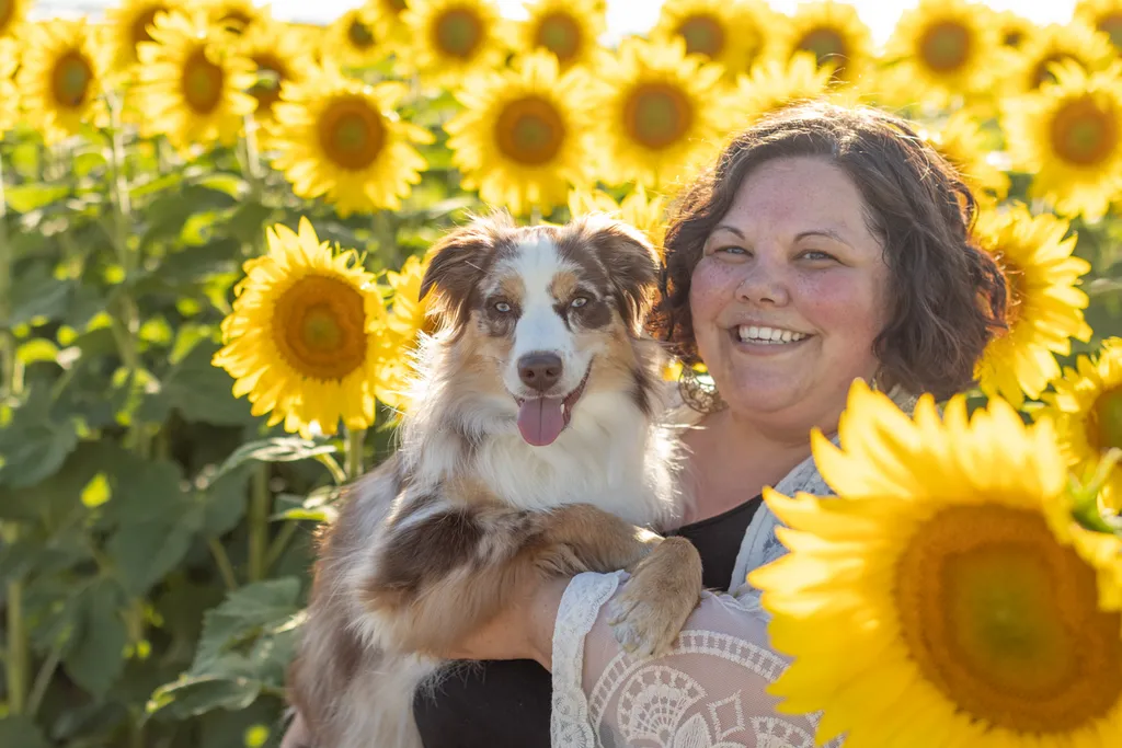 Dogs in sunflower fields of Minnesota, photo 1 of 30