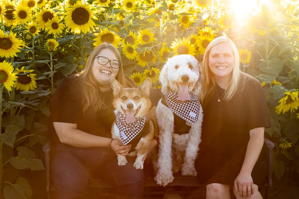 Dogs in sunflower fields of Minnesota, photo 15 of 30