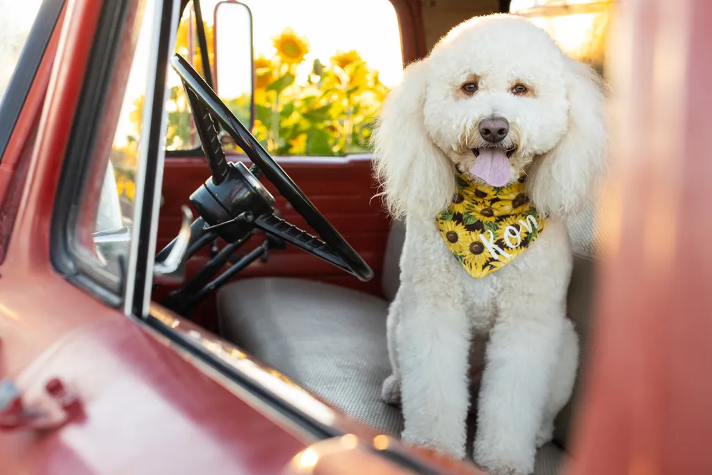 Dogs in sunflower fields of Minnesota, photo 22 of 30