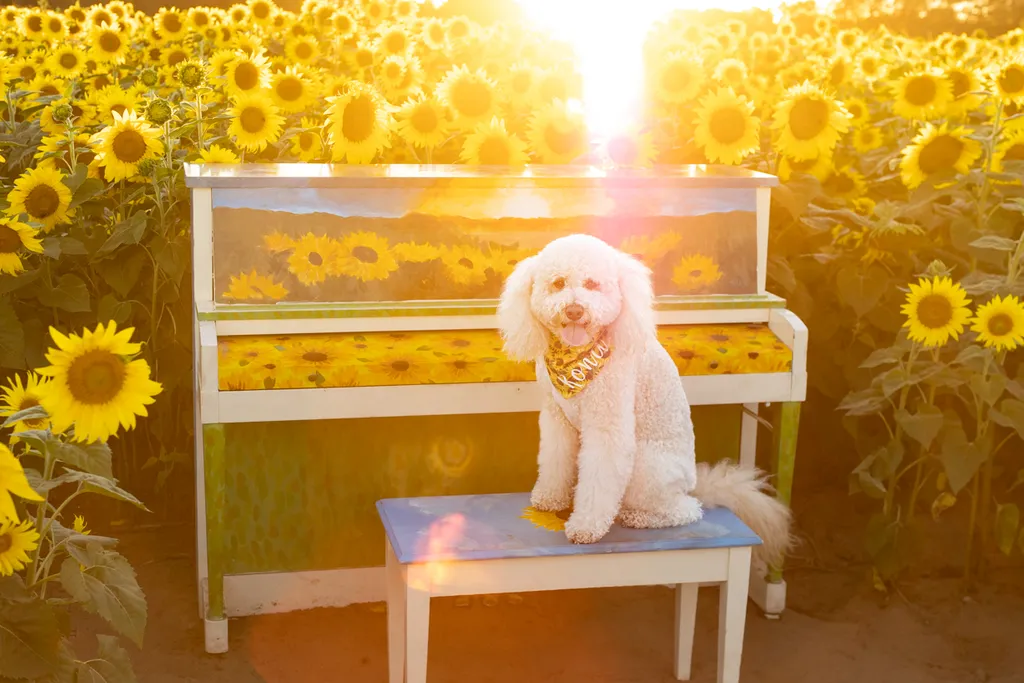 Dogs in sunflower fields of Minnesota, photo 23 of 30