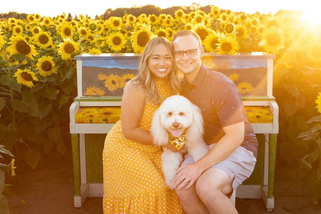 Dogs in sunflower fields of Minnesota, photo 25 of 30