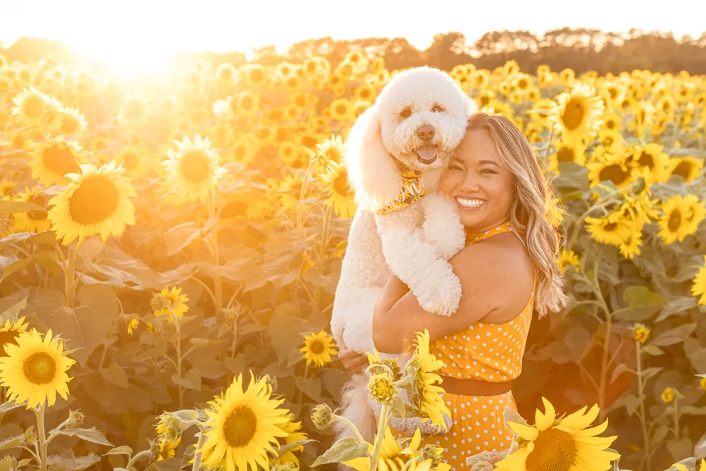 Dogs in sunflower fields of Minnesota, photo 26 of 30