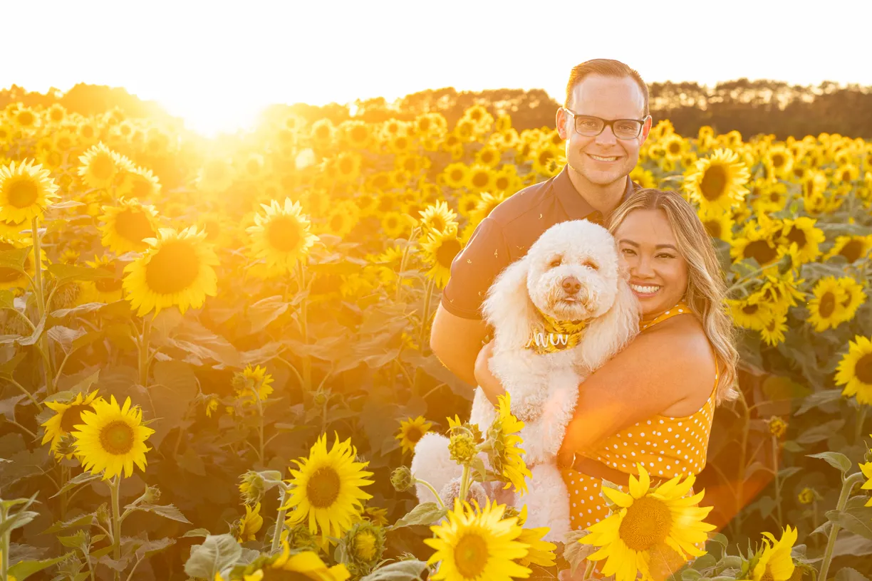 Cover photo for Dogs in sunflower fields of Minnesota
