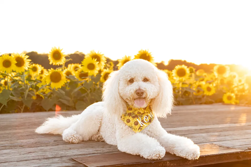 Dogs in sunflower fields of Minnesota, photo 24 of 30