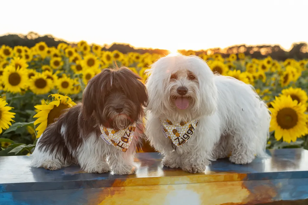 Dogs in sunflower fields of Minnesota, photo 29 of 30