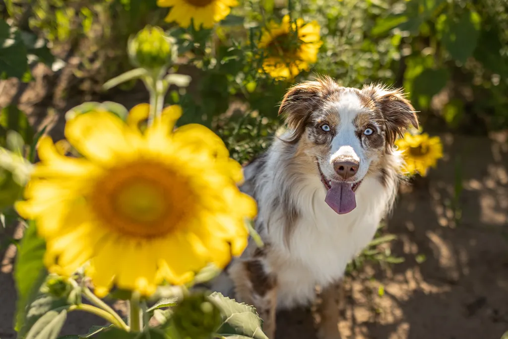 Dogs in sunflower fields of Minnesota, photo 2 of 30