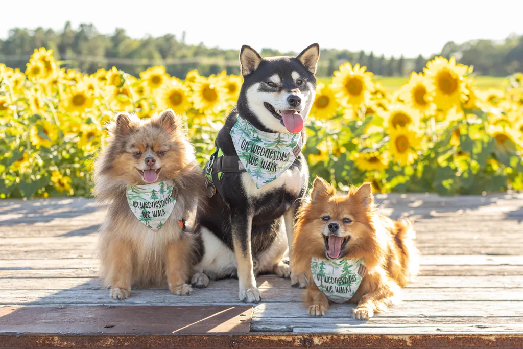 Dogs in sunflower fields of Minnesota, photo 4 of 30