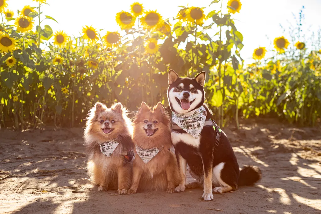 Dogs in sunflower fields of Minnesota, photo 5 of 30