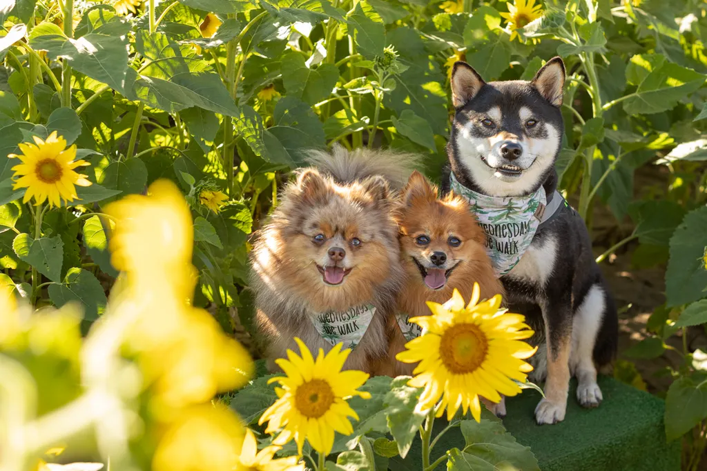 Dogs in sunflower fields of Minnesota, photo 6 of 30