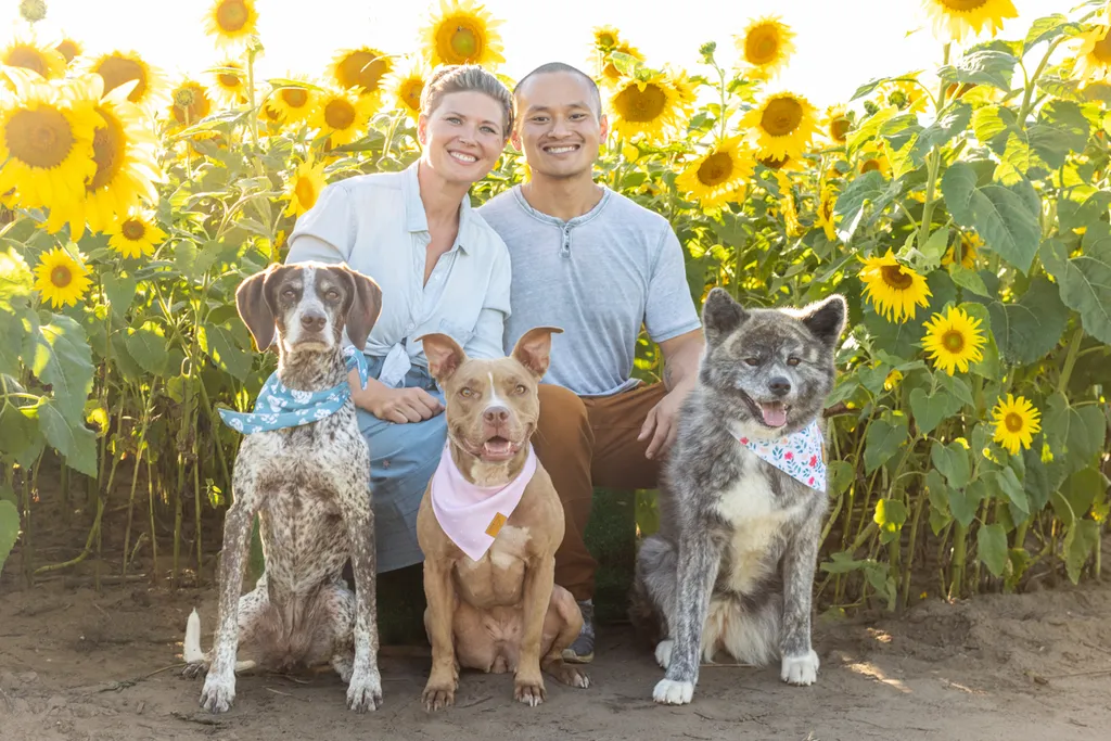Dogs in sunflower fields of Minnesota, photo 8 of 30