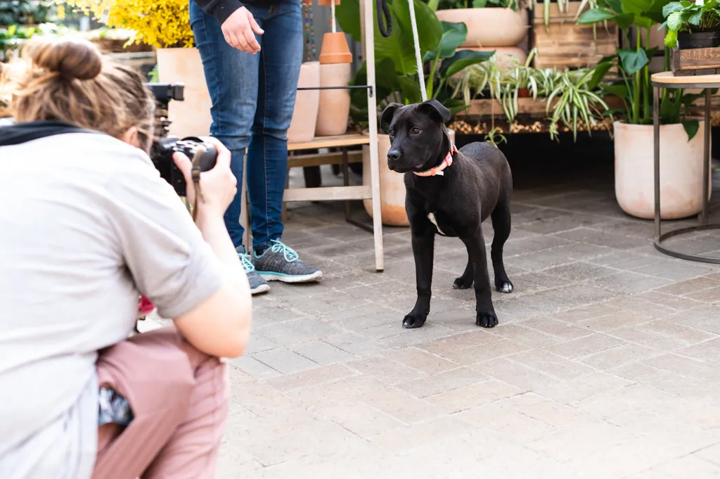 Why You Should Give Your Pet A Professional Photo Session, photo 3 of 3