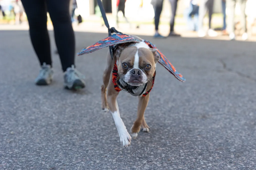 A Perfect Day for Paws: the 2025 Walk for Animals, photo 10 of 31