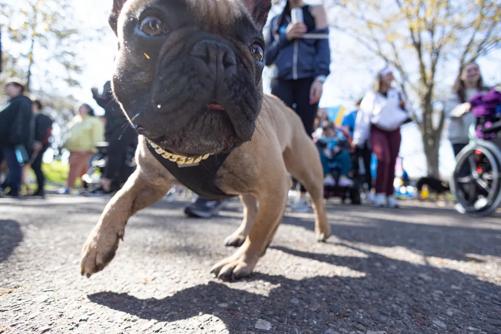 A Perfect Day for Paws: the 2025 Walk for Animals, photo 15 of 31